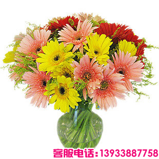 太阳花(即扶郎)各色29枝，绿叶。
